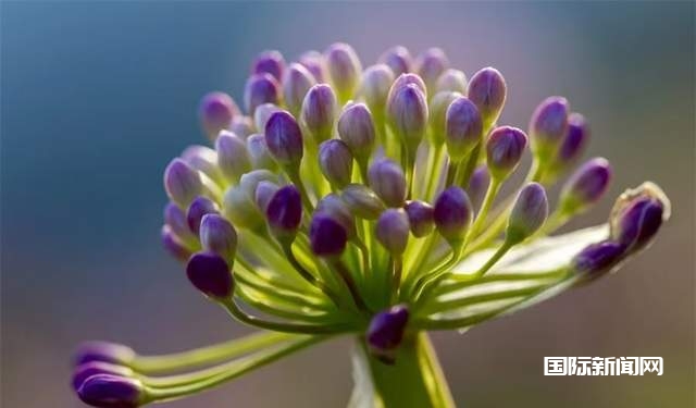 寻美毕节：韭菜花开，紫色梦境的浪漫邀约