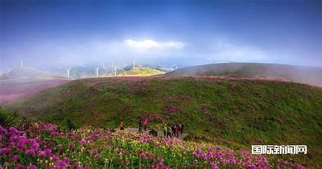 寻美毕节：韭菜花开，紫色梦境的浪漫邀约