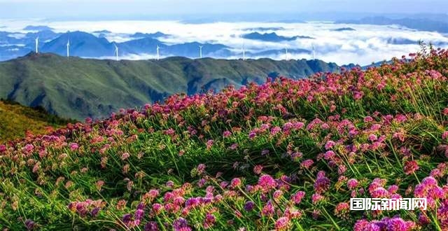 寻美毕节：韭菜花开，紫色梦境的浪漫邀约